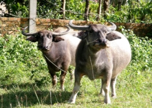 ျပည္ပမွ ႏွစ္စဥ္ ကၽြဲ၊ ႏြားအေကာင္ေရ (၁) သန္းနီးပါး ဝယ္လိုအားရွိေန