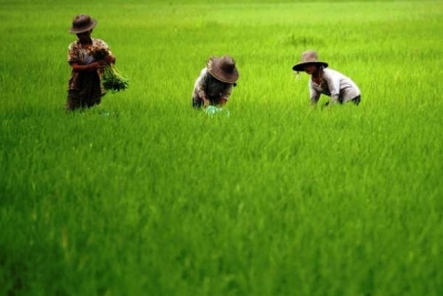 ျမန္မာ့ဆန္တန္ခ်ိန္ တစ္သိန္း ဘဂၤလားေဒ့ရွ္ ၀ယ္ယူမည္