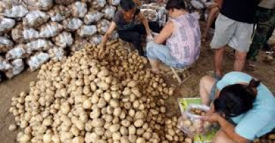 ၂၀၂၂ ခုနှစ် တရုတ်အာလူးဈေးကွက် ခန့်မှန်းချက်