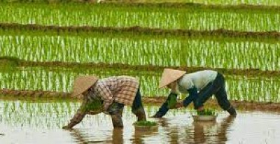 ကမ္ဘာဆန်ဈေးကွက်သို့ ပို့ကုန်ဆန်ဈေးနှုန်းမြှင်တင်ဖို့ ထိုင်းနှင့် ဗီယက်နမ် သဘောတူ