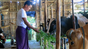 စိုက်ပျိုးရေးနှင့် မွေးမြူရေးကဏ္ဍအတွက် ချေးငွေ ကျပ်သန်း (၁) ဘီလီယံကျော် လျာထား