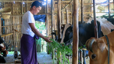 စိုက်ပျိုးရေးနှင့် မွေးမြူရေးကဏ္ဍအတွက် ချေးငွေ ကျပ်သန်း (၁) ဘီလီယံကျော် လျာထား