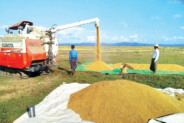 ဖွဲနုဆီ ထုတ်လုပ်လိုသူများအတွက် ဆန်စပါးအသင်းချုပ်က ချေးငွေနှင့် နည်းပညာ ရရှိရန် ချိတ်ဆက် ဆောင်ရွက်ပေးမည်