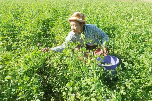 ရွှေပဲသီး(ခေါ်) ဂေါ့ပဲသီး အထွက်နှုန်းတိုးပြီး စျေးကောင်း၍ အမြတ်ငွေပိုမိုရရှိ