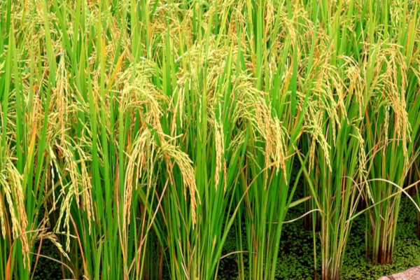 တ႐ုတ္ႏိုင္ငံသို႔ တရားမ၀င္ စပါးတင္ပို႔သည့္ ေျခာက္ဘီးယာဥ္ ၁၇ စီး ဖမ္းမိ