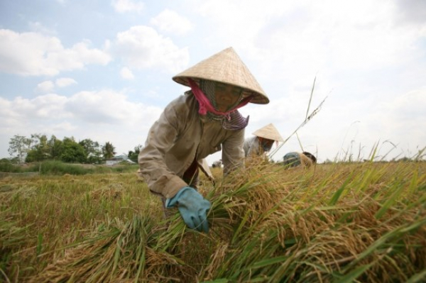 ဗီယက်နမ်ဆန် တင်ပို့မှု ယခုနှစ် ပိုများမည်