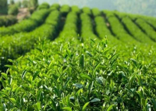 ျမန္မာ့လက္ဖက္ကို တ႐ုတ္ႏိုင္ငံသို႕ တင္ပို႕ႏိုင္ရန္ ပေလာင္လက္ဖက္စိုက္ပ်ဳိးသူမ်ားအသင္းမွ စီစဥ္ေဆာင္ရြက္ေန