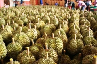 ဒူးရင္းသီးစားပြဲေတာ္