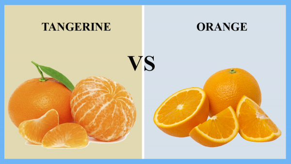 လိမ္မော်သီး (Tangerine)နှင့် ကဗ္ဗလာသီး (Orange) တို့ရဲ့ ခြားနားချက်များ