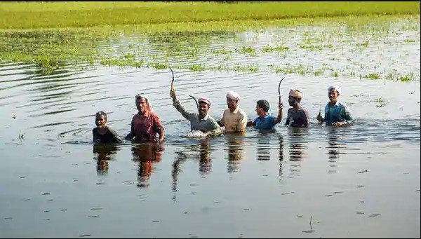 အိန္ဒိယနိုင်ငံရှိ ရေကြီးမှု များကြောင့် ပြည်နယ်အချို့ သီးနှံစိုက်ခင်း များ ထိခိုက်မှုရှိနေ