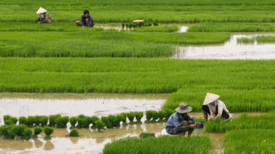 အာရှတွင် ယခုနှစ် ဆန်အထွက်များမည် ခန့်မှန်း