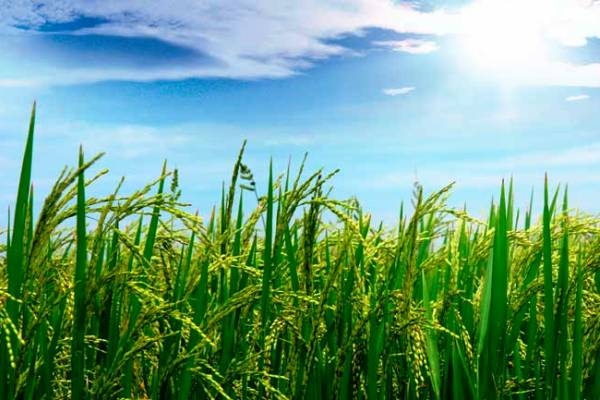 သီးႏွံအာမခံလုပ္ငန္းအေကာင္အထည္ေဖာ္ရန္ ျပည္သူ႕လႊတ္ေတာ္အတည္ျပဳ