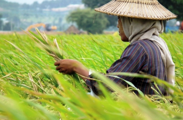 မိုးရာသီစိုက္စရိတ္ေခ်းေငြ က်ပ္ဘီလီယံ ၈၀၀ ေက်ာ္ ထုတ္ေခ်းထားဟုဆို