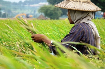 မိုးရာသီစိုက္စရိတ္ေခ်းေငြ က်ပ္ဘီလီယံ ၈၀၀ ေက်ာ္ ထုတ္ေခ်းထားဟုဆို