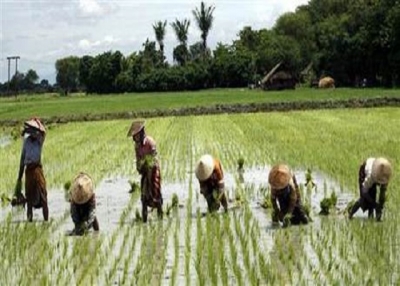 ပြည်ပသို့ဆန်တင်ပို့မှုနှင့်ပတ်သက်၍ ဆန်စပါးအသင်းထုတ်ပြန်ချက်