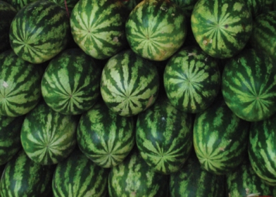 မြန်မာ့ဖရဲ၊ သခွားမွှေးပွဲတော် ငါးရက်ကြာကျင်းပမည်