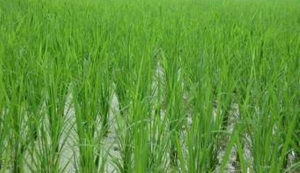 တ႐ုတ္အ၀ယ္နည္းခ်ိန္ ျမန္မာဆန္ေစ်းက်ျခင္းက ေစ်းကြက္သစ္ရရန္ အခြင့္အလမ္းျဖစ္
