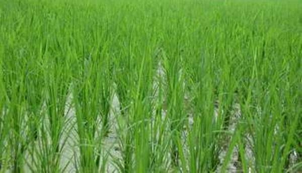 တ႐ုတ္အ၀ယ္နည္းခ်ိန္ ျမန္မာဆန္ေစ်းက်ျခင္းက ေစ်းကြက္သစ္ရရန္ အခြင့္အလမ္းျဖစ္