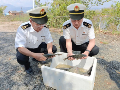 တရုတ်ရေချိုငါးအမျိုးမျိုး  မြန်မာနိုင်ငံသို့ တင်ပို့