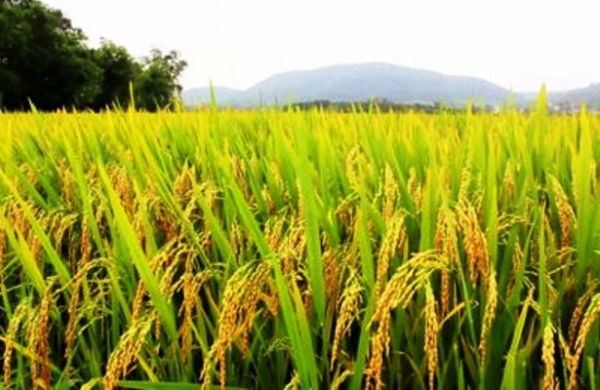 စပါးေစ်းႏႈန္းမ်ား က်ဆင္းေန၍ ေတာင္သူမ်ားအခက္ႀကံဳ