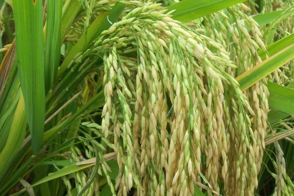 ၂၀၁၈-၁၉ ဘ႑ာႏွစ္ ပထမေျခာက္လအတြင္း ျပည္ပသို႔ ဆန္တန္ခ်ိန္ တစ္သန္းေက်ာ္ တင္ပို႔ႏိုင္ရန္ ေမွ်ာ္မွန္းထား