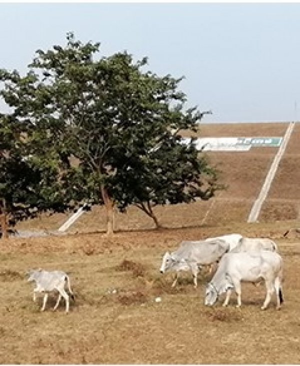 နွေစပါး ဧက ခုနစ်သိန်းကျော်နှင့် အခြားသီးနှံ ဧက သုံးသိန်းကျော်အတွက် ဆည်ရေပေးဝေမည်