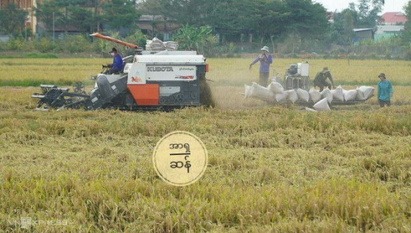 ဗီယက်နမ်တွင် စပါးလှိုင်လှိုင်ပေါ်ချိန် စပါးဈေး ထိုးကျ