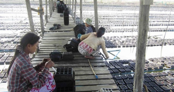 ဂဏန္းကုန္ၾကမ္းေစ်းႏႈန္းျမင့္တက္လာေသာေၾကာင့္ ဂဏန္းေပ်ာ့ေမြးျမဴေရးလုပ္ငန္းလုပ္ကိုင္သူမ်ား ေရရွည္ရပ္တည္ရန္ ခက္ခဲေန