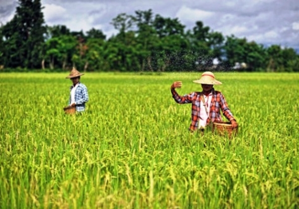 ရာသီဥတုေဖာက္ျပန္မႈေၾကာင့္ တ႐ုတ္ႏိုင္ငံတြင္ စပါးအထြက္က်ႏိုင္သျဖင့္ ျမန္မာ့ဆန္ကို ပိုမိုဝယ္ယူႏိုင္
