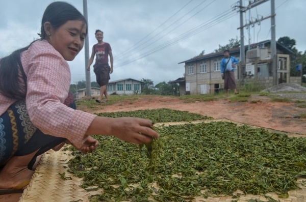 လက္ဖက္ရရွိမႈ နည္းေသာ္လည္း ေစ်းေကာင္းရ၍ ေတာင္သူမ်ား အဆင္ေျပ