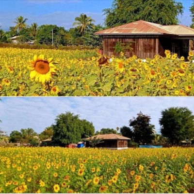 စိုက်ပျိုးရေးနည်းပညာပြန့်ပွားရေးစင်တာတွင် နေကြာစံပြကွက်စိုက်ပျိုးထား