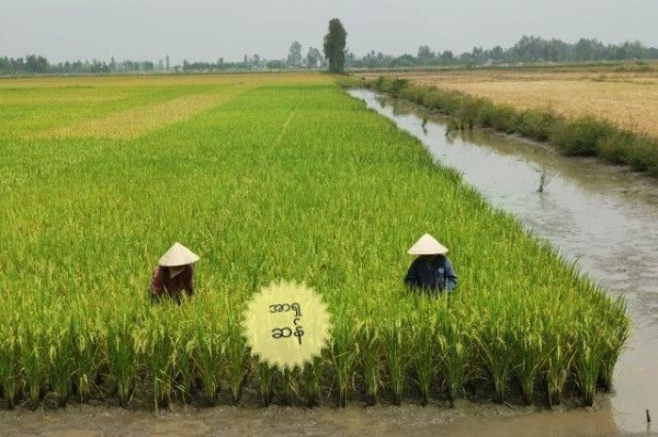ဗီယက်နမ်တွင် မိုးခေါင်မှုအန္တရာယ်အတွက် လယ်သမားများကို စပါး စောစိုက်ရန် ပြောကြား