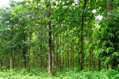 သစ္ေတာေျမေပၚ လယ္စိုက္သူမ်ား ဘဏ္ေခ်းေငြမရႏိုင္ဟုဆို