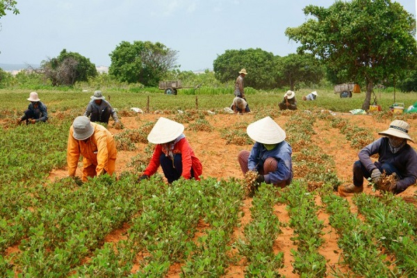 မြန်မာနှင့် ဖိလစ်ပိုင် စိုက်ပျိုးရေးဆိုင်ရာ ကဏ္ဍများအတွက် ပူးပေါင်း ဆောင်ရွက်မည်