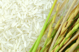 Myanmar Rice Conference 2022 အောက်တိုဘာတွင် ကျင်းပမည်