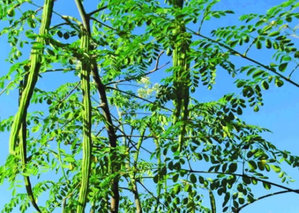 ဒန္႕ဒလြန္အသီးအရြက္၏ အက်ဳိးေက်းဇူးမ်ား