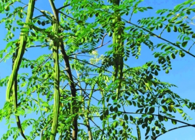 ဒန္႕ဒလြန္အသီးအရြက္၏ အက်ဳိးေက်းဇူးမ်ား