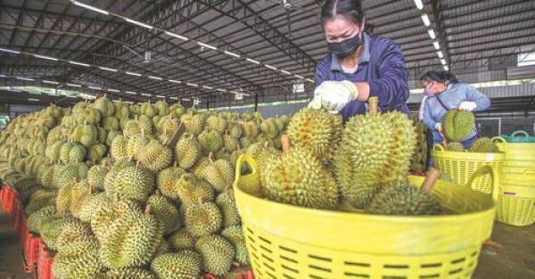RCEP ကြောင့် ဒူရင်းသီး တင်ပို့မှု မြန်ဆန်လွယ်ကူ