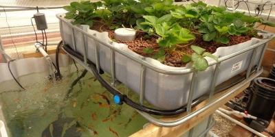 Aquaponics - ငါးမွေးမြူရေးနှင့် စိုက်ပျိုးရေးနည်းပညာ