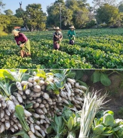 မုံလာဥဖြူစိုက်ပျိုးခြင်းဖြင့် နှစ်လအတွင်း ဝင်ငွေရရှိ အဆင်ပြေလျက်ရှိ