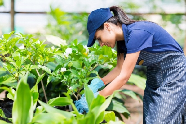 မႏၲေလးရွိ စိုက္ပ်ိဳးေရးၿခံမ်ား GAP အသိအမွတ္ျပဳလက္မွတ္ရရွိရန္ ေလွ်ာက္ထားမႈမ်ားလာ