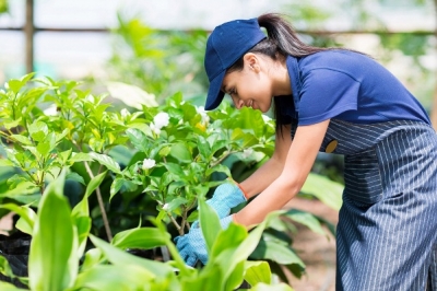မႏၲေလးရွိ စိုက္ပ်ိဳးေရးၿခံမ်ား GAP အသိအမွတ္ျပဳလက္မွတ္ရရွိရန္ ေလွ်ာက္ထားမႈမ်ားလာ