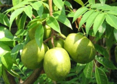 ေဂြးသီးစားျခင္း၏ အက်ိဳးေက်းဇူးမ်ား