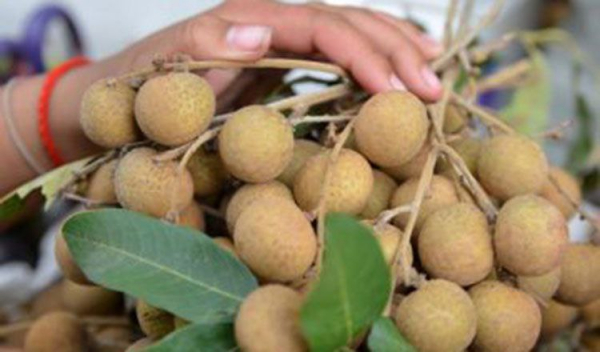 ကမ္ဘောဒီးယား လုံငန်းသီး တရုတ်ပြည် တင်ပို့မှု တန်ချိန် ၁ သောင်းကျော်အထိ ရှိလာ