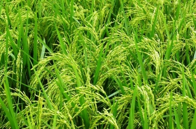 ဆန္တန္ခ်ိန္ႏွစ္သိန္း တရား၀င္ ေရာင္းခ်ရန္ တ႐ုတ္အစုိးရထံ ကမ္းလွမ္းထား