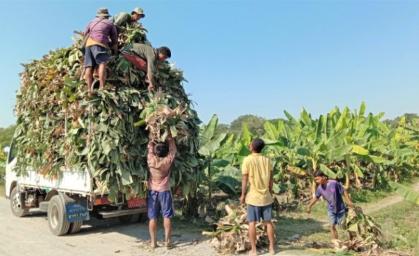 ငှက်ပျောခိုင် ၄၀ ပါ ငှက်ပျောလှည်းတစ်စီး ငွေကျပ် ၁၅၀,၀၀၀ နှုန်းဖြင့် ရောင်းချ
