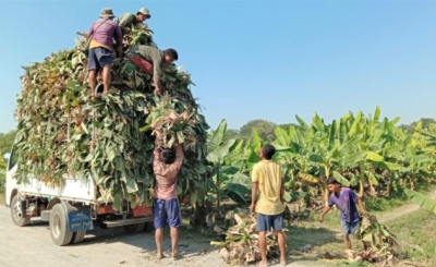 ငှက်ပျောခိုင် ၄၀ ပါ ငှက်ပျောလှည်းတစ်စီး ငွေကျပ် ၁၅၀,၀၀၀ နှုန်းဖြင့် ရောင်းချ