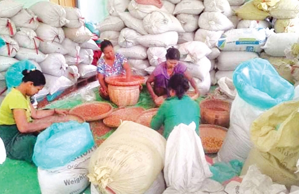 မျိုးစေ့ ထုတ်လုပ်ရေး သမဝါယမအသင်းများက မျိုးကောင်းမျိုးသန့် မျိုးစေ့များ ဖြန့်ဖြူးရောင်းချ