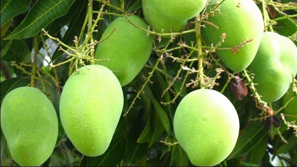 မြန်မြန်သီးပြီး မြန်မြန်စီးပွားဖြစ်စေတဲ့ သရက်စိုက်ပျိုးနည်း