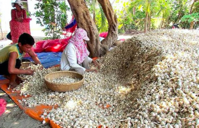 တရုတ်ကြက်သွန်ဖြူ ဗီယက်နမ်ပြည်တွင်းဈေးကွက်မှာ အနိုင်ယူ